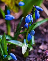 Close-up of purple flowering plant