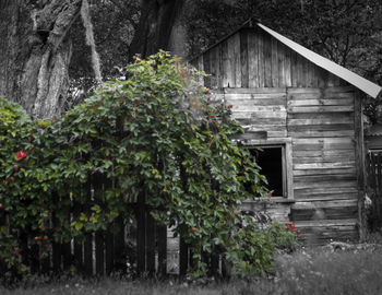 Ivy growing on abandoned building