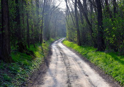 Road passing through forest