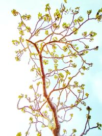 Low angle view of flowering tree against sky