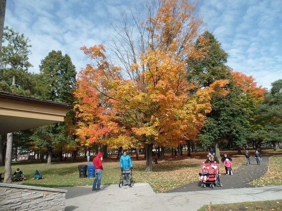 TREES IN PARK DURING AUTUMN