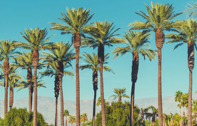 Low angle view of palm trees against sky