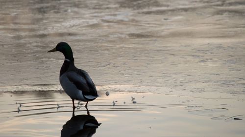 Bird perching on shore at beach