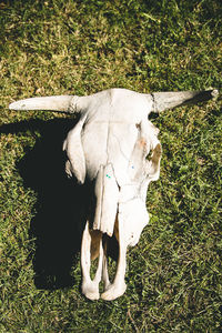 View of an animal skull in the field