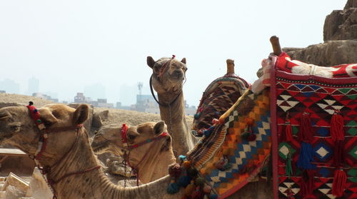 Close-up of camels against sky