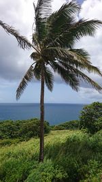 Palm tree by sea against sky