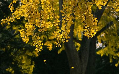 Close-up of yellow flowers hanging on tree