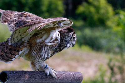 Close-up of owl perching on wood