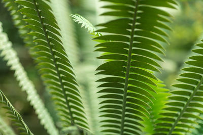 Close-up of fern leaves