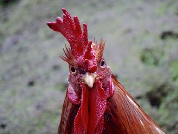 Close-up of rooster