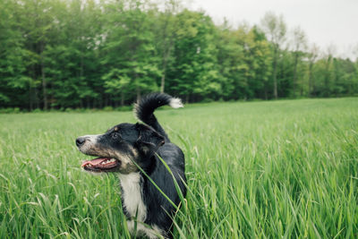 Dog standing amidst grassy field