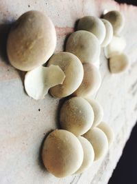 Close-up of eggs