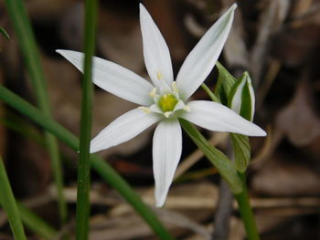 Close-up of white flower