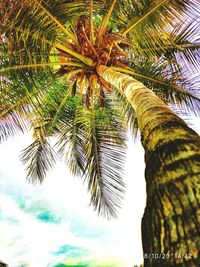 Low angle view of palm tree against sky