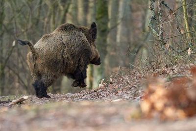View of animals in forest