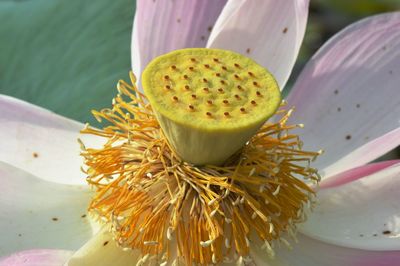 A close up of lotus water lily flower