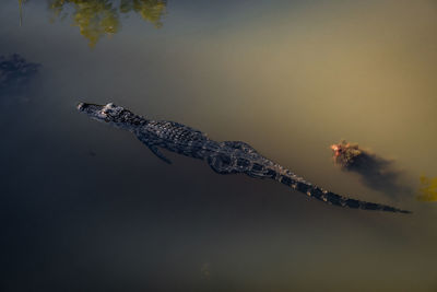 High angle view of alligator swimming in lake