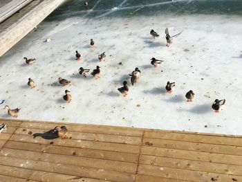 High angle view of birds on the beach