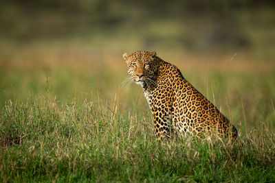 Male leopard sits watching camera in grass