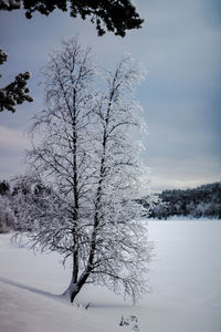 Bare tree on snow field against sky