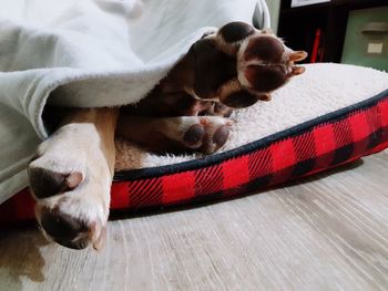 High angle view of dog resting at home