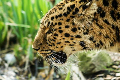 Close-up of amur leopard on field