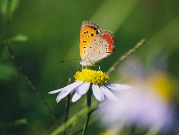 Close-up of butterfly pollinating on flower