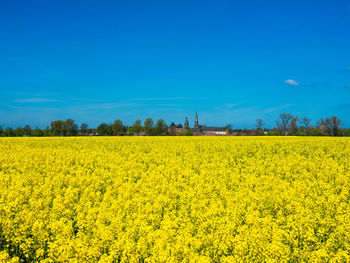 rapeseed