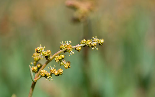 Close-up of flowering plant