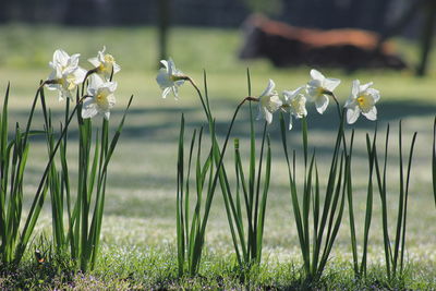 Close-up of flowers blooming on field