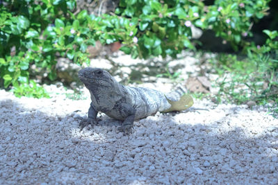 Lizard on a land