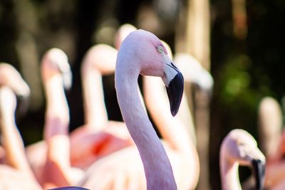 Close-up of birds