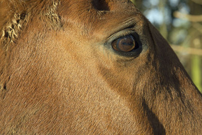 Close-up portrait of lizard