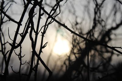 Low angle view of silhouette bare tree against sky