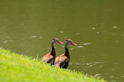 Ducks on lake