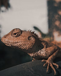 Close-up of a lizard