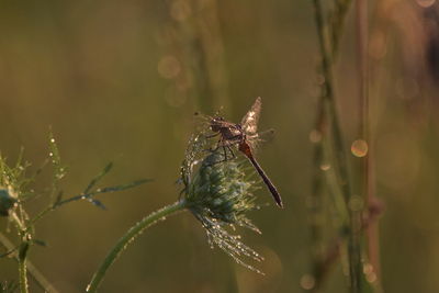 Close-up of dragonfly on plant