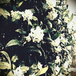 Close-up of white flowers blooming outdoors