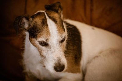 Close-up portrait of a dog