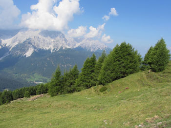 Trees on grassy landscape against mountain range