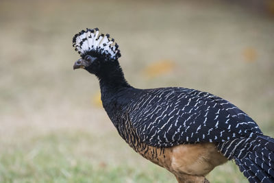 Close-up of bird