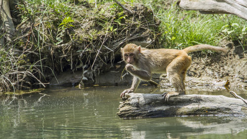 Monkey in a lake