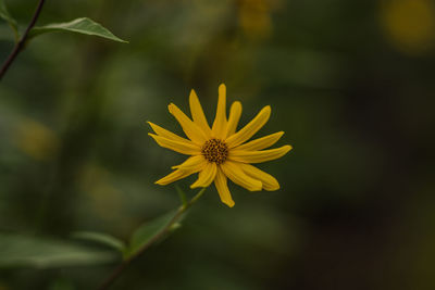 Close-up of yellow flowering plant