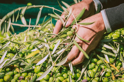 Close-up of man holding berries