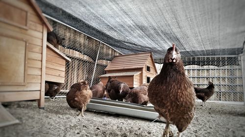 Birds in barn