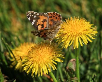 Close-up of butterfly pollinating on flower