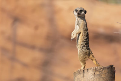 Close-up of meerkat