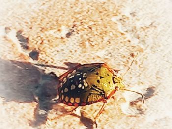 Close-up of butterfly eating