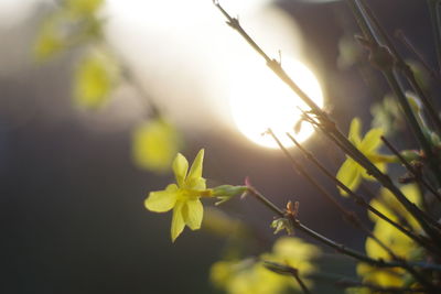 Close-up of yellow flowering plant