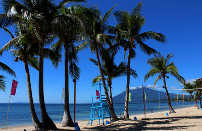 Palm trees on beach against sky